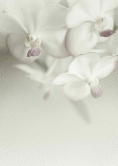 Close-up the white orchids in soft style poster