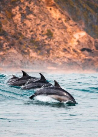 Synchronized dolphins poster