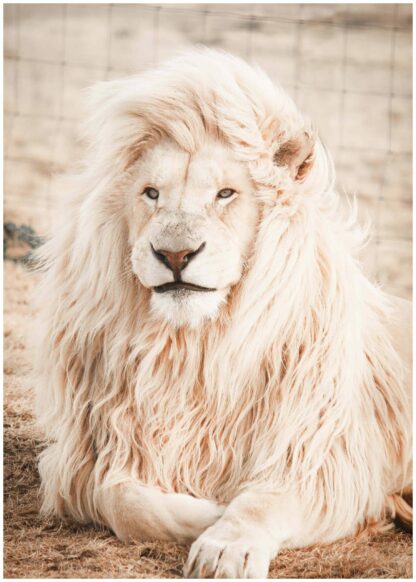 white lion poster