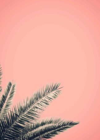 Palm tree in retro style poster