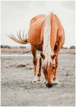 brown horse poster