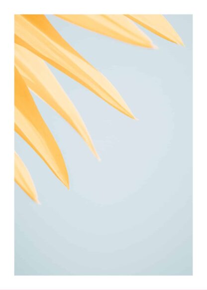 Pastel sunflower poster