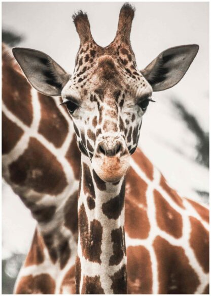 giraffe close up poster