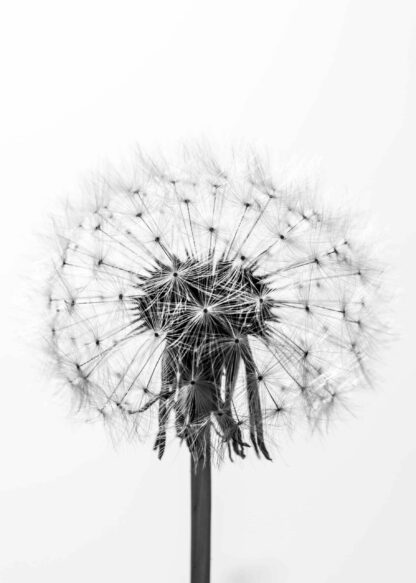 Close-up of a dandelion in black and white poster