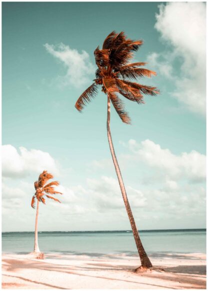 palm trees on beach poster