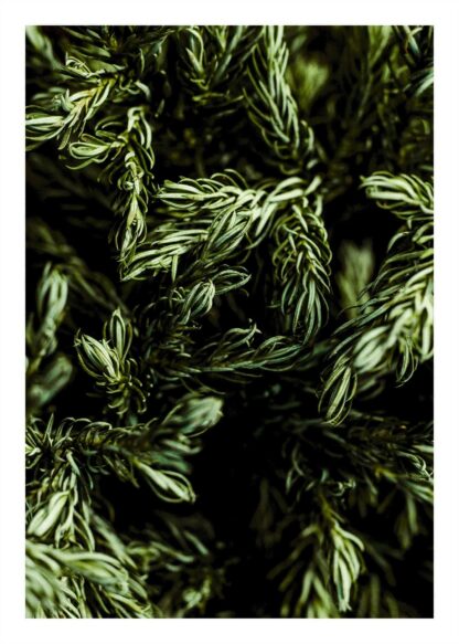 Green leafed plant poster