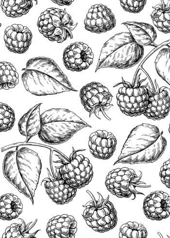 Raspberries and leaves sketch poster