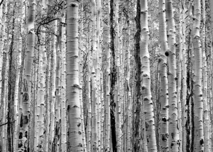 Aspen tree trunks forest poster