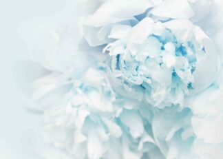 Close-up light blue peony flowers poster