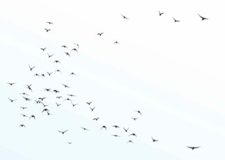 Silhouette of flying birds flocks poster