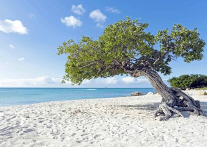 Aruba island in the Caribbean poster