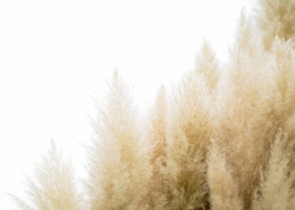 A tussock of pampas grass on a clear sky poster