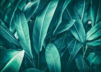 Dark green tropical palm leaves poster