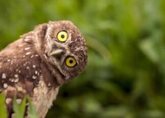 A curious burrowing owl poster