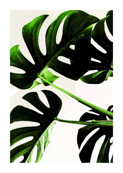 Monstera leaves poster