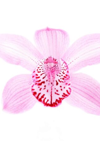 Orchid with leopard -like petal on white background