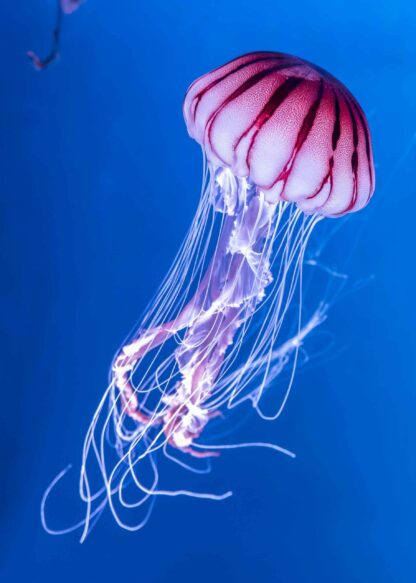 A pink jellyfish against a deep blue sea poster