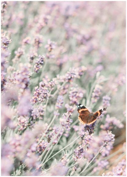 butterfly on blossom poster