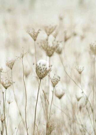 Wild flowers at Winter poster