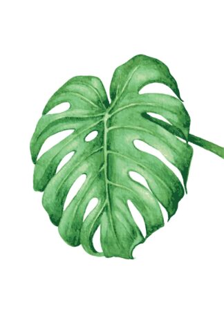 Monstera watercolor illustration poster