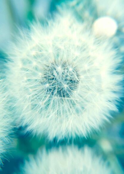 Close-up a dandelion in blue tones poster